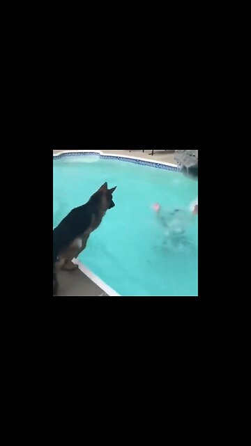 Dog drilling saving someone that is drowning