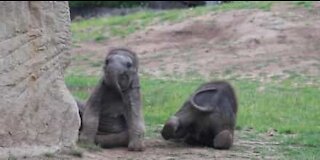 Deux éléphanteaux en pleine séance de jeu dans un zoo