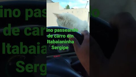 #gatos passeio em Itabaianinha Sergipe