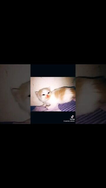 #kittens #cutecat #catlover #forsale #youtubeshorts #multan #cutecatshorts