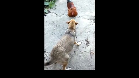 😂Chicken VS DOG Fight - Funny Dog Fight