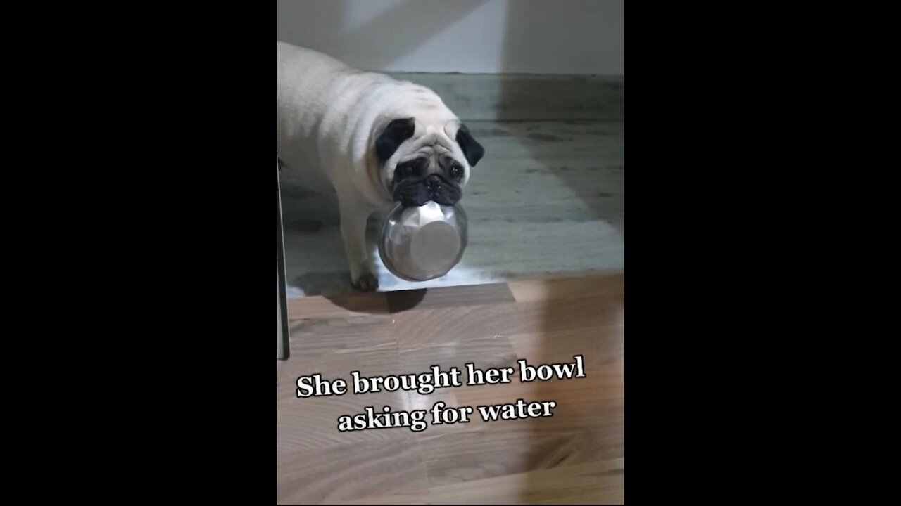 The innocent dog gets a bowl to get a drink for fetching her thirst.