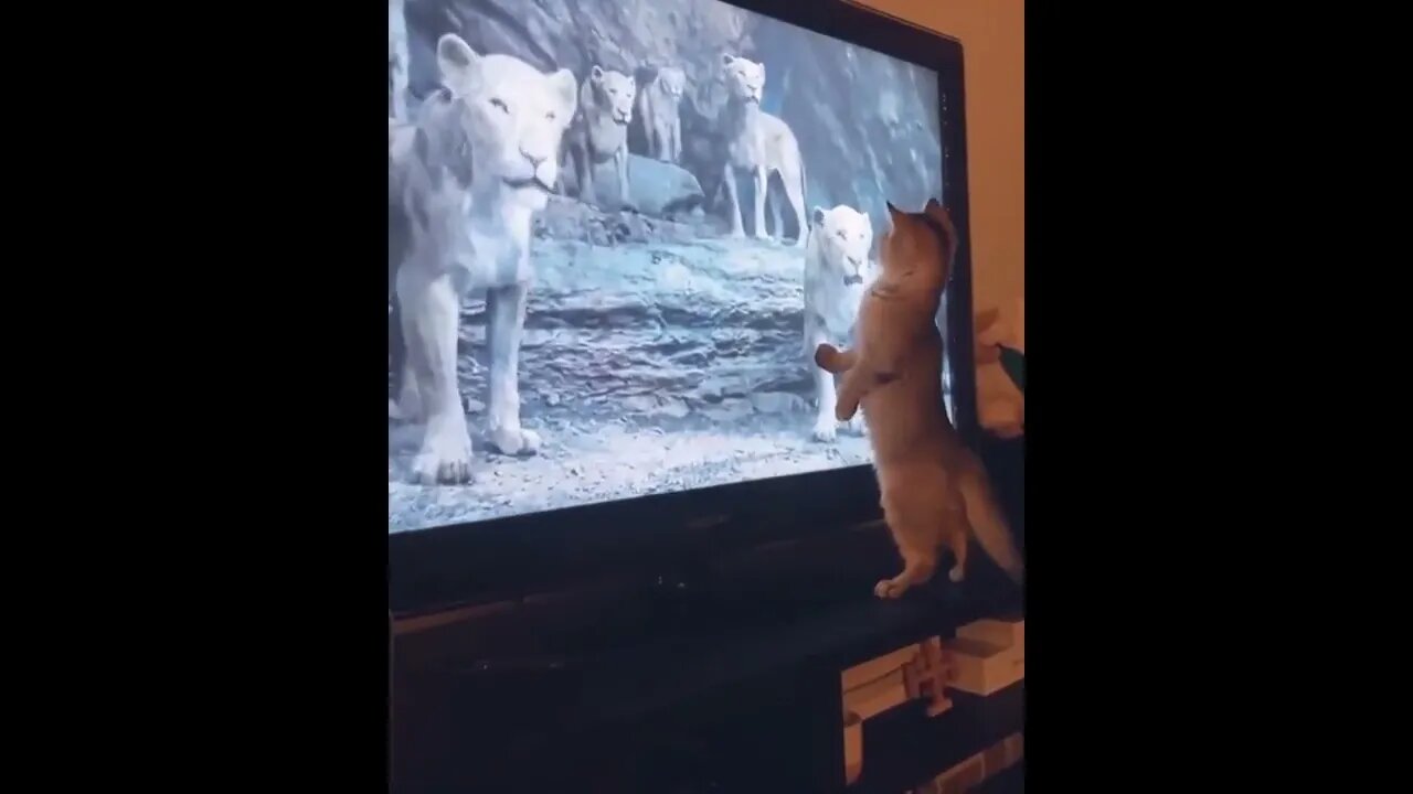 Don't get scared...all Lions are on TV only