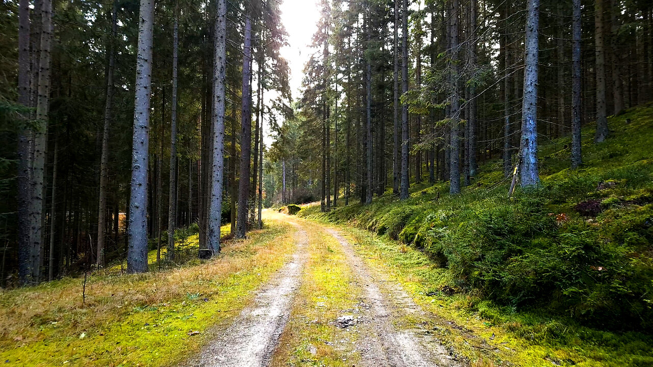 Train Tracks In The Woods - ASMR Relaxing Virtual Forest Walk Nature Sounds No Music