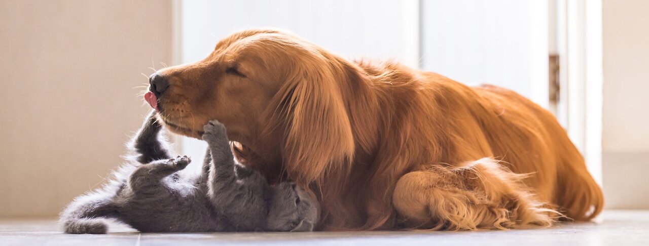 Service Dog Wasn't Playful — Until He Met His Kitten Sister | The Dodo Odd Couples