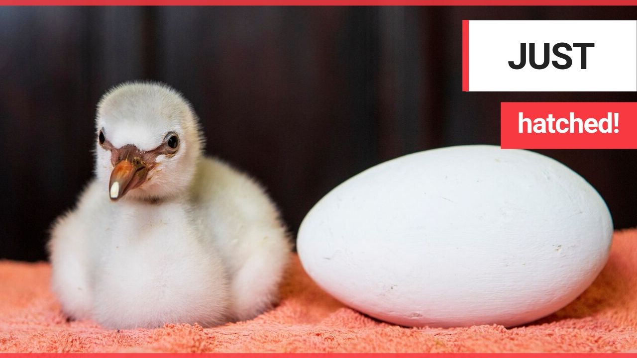 Flamingo chick is the first to be born in Scotland