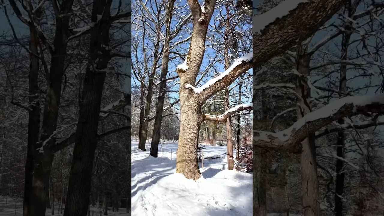 Walking through winter forest 🥰