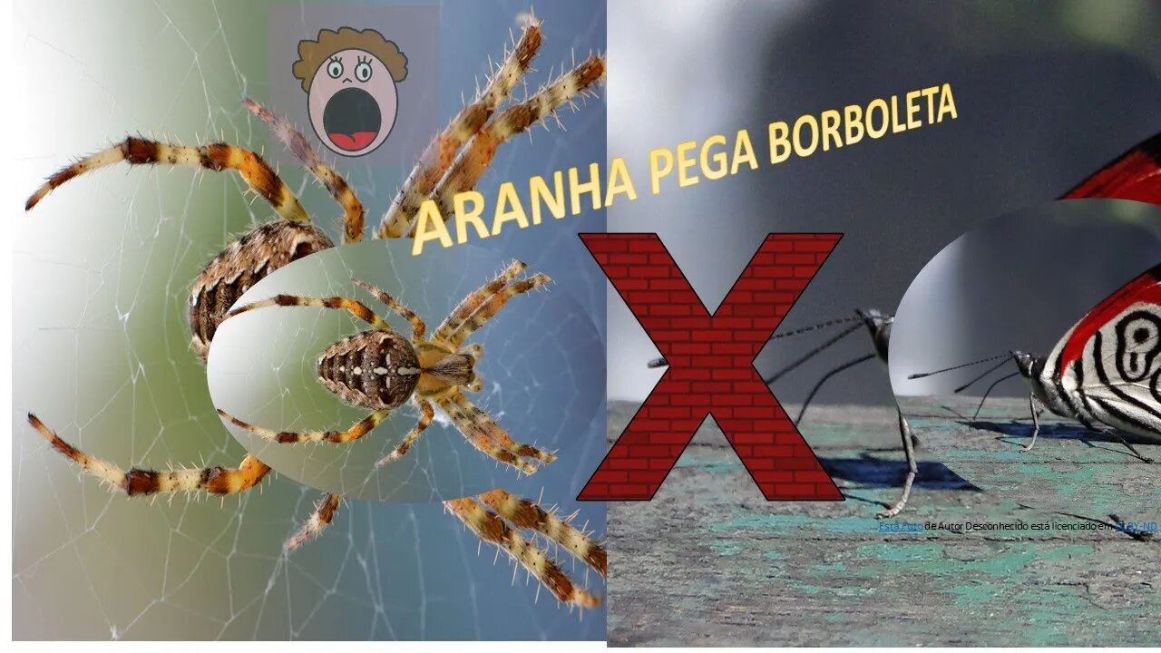 Aranha captura borboleta em sua teia