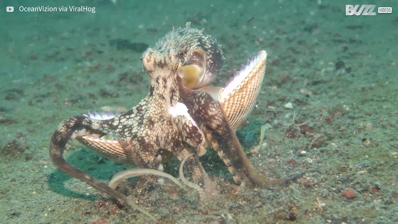 Clever octopus hides in shell