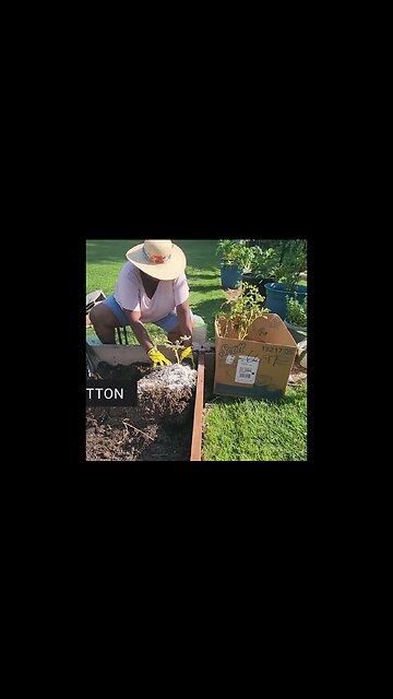 2nd #redgold #potato #harvest - Clip - #catshobbycorner