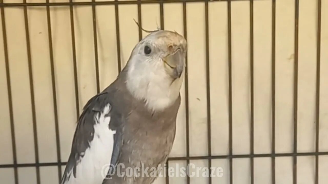 Understanding Cockatiel Mating Calls | Cockatiels Craze