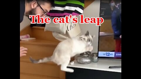 The cat's leap