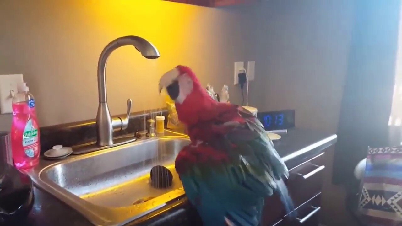 Funny Parrots Videos cute moment of the BIRDS Cutest Parrots !