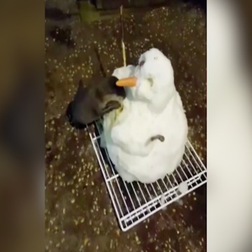 OTTER CAM! Zoo makes snowman for pup playtime - ABC15 Digital