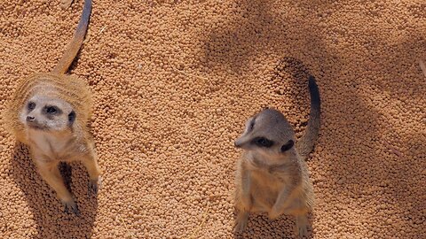 Meerkats Digging Chattering and Climbing at Perth Zoo Too Cute to Miss