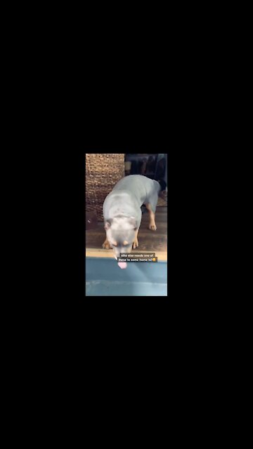 Happy Dog Happy dog song