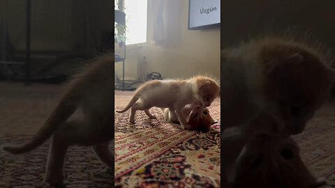 Playing of kittens 😻