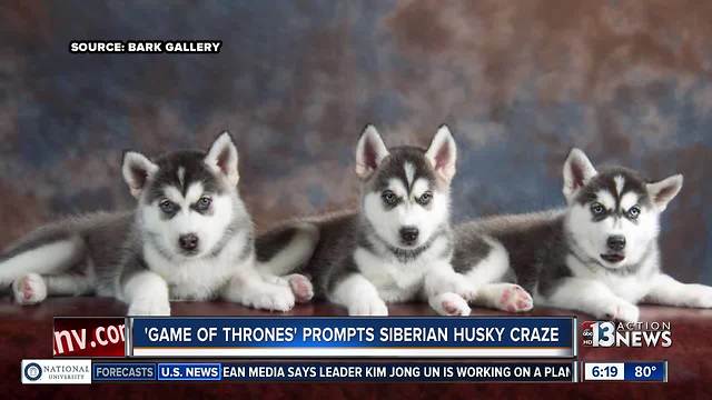 Popular Game of Thrones show inspires Husky craze