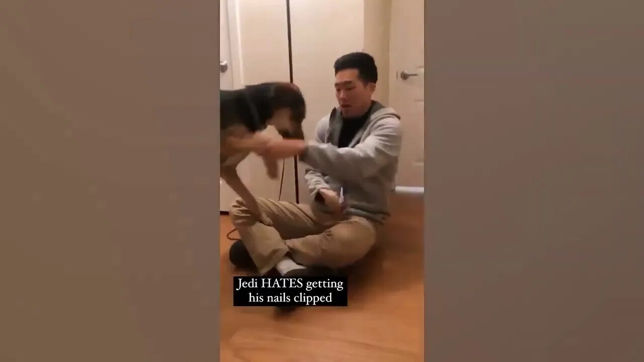 BEST & ANIMALS & OF 2021 PT