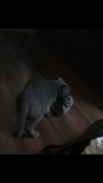British cat tries to hide the kitten in the closet