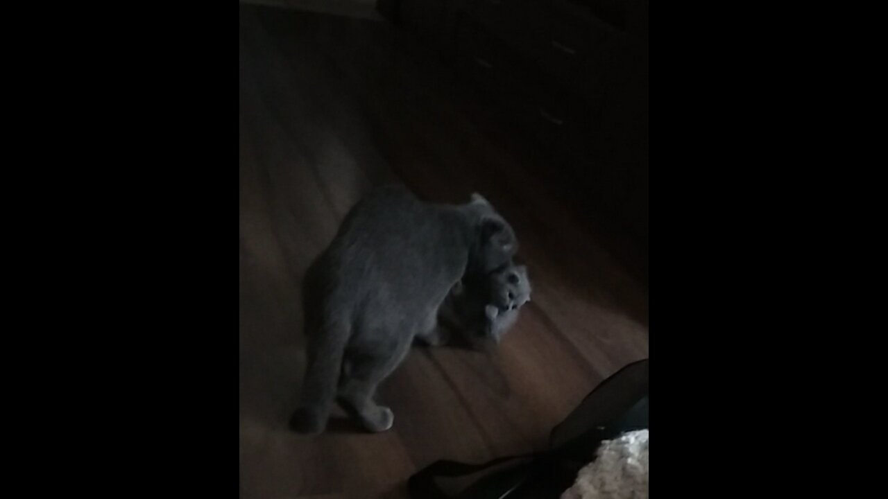 British cat tries to hide the kitten in the closet