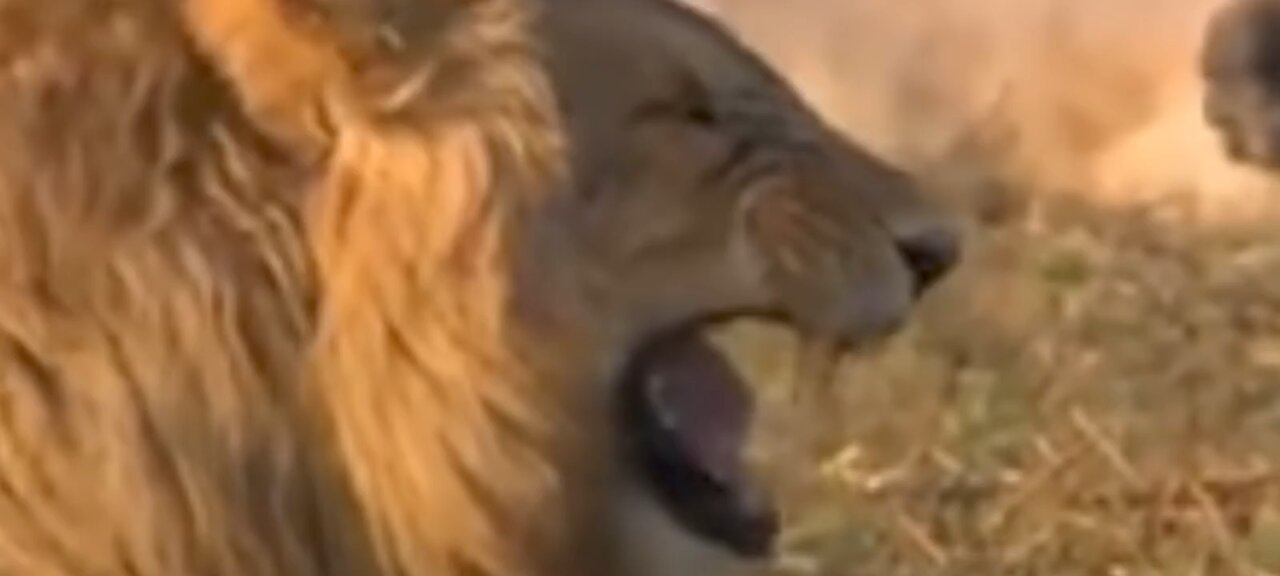 funny lion video 🤣🤣🤣🤣🤣