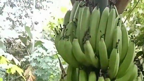 Cavendish banana tree