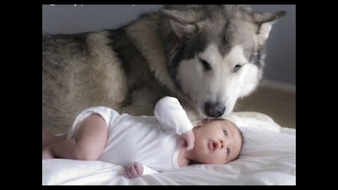 In The Cutest Way, A Husky Stops A Baby From Crying!