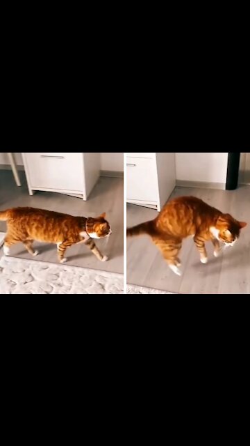 Fearful Cat Getting Scared All The Time With The Carpet Dragging