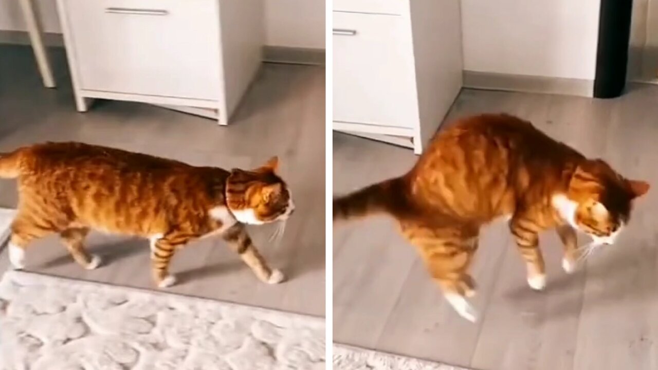 Fearful Cat Getting Scared All The Time With The Carpet Dragging