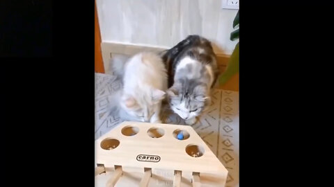 Try Not To Love These Cats #1