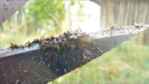 Newborn Calf Being Eaten Alive By Maggots