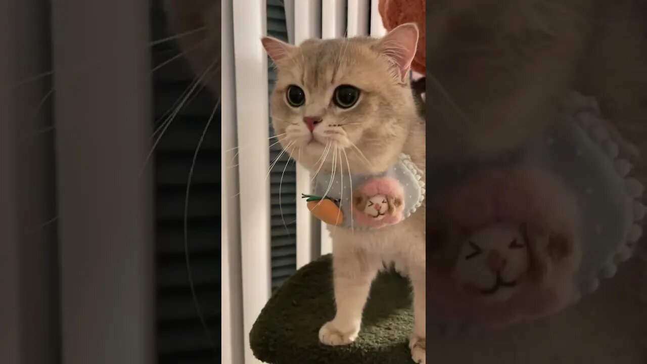CAT VIDEO