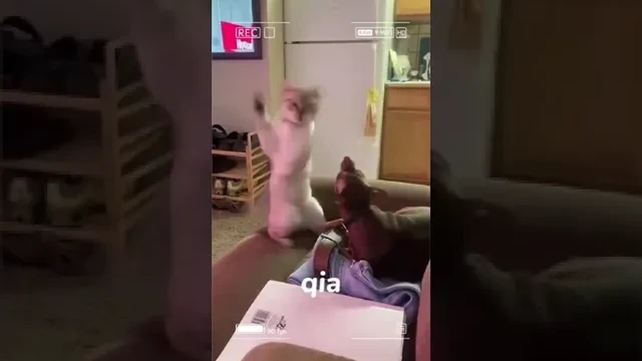 funny cats action and cute impression #funnycats #cat #kittycat #ytshorts #viralvideo #funniest