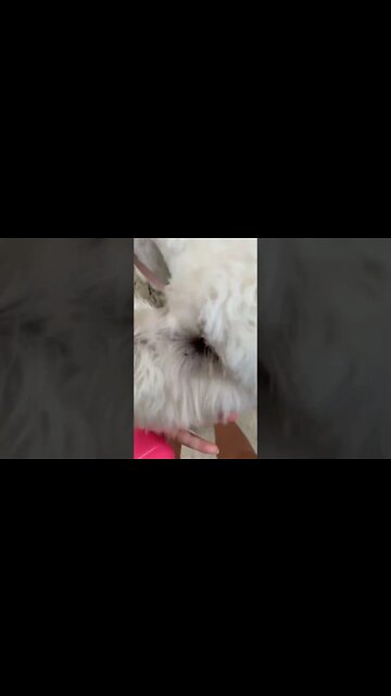 Dog Atttackkkkkk!!!!! 🥰🥰🥰