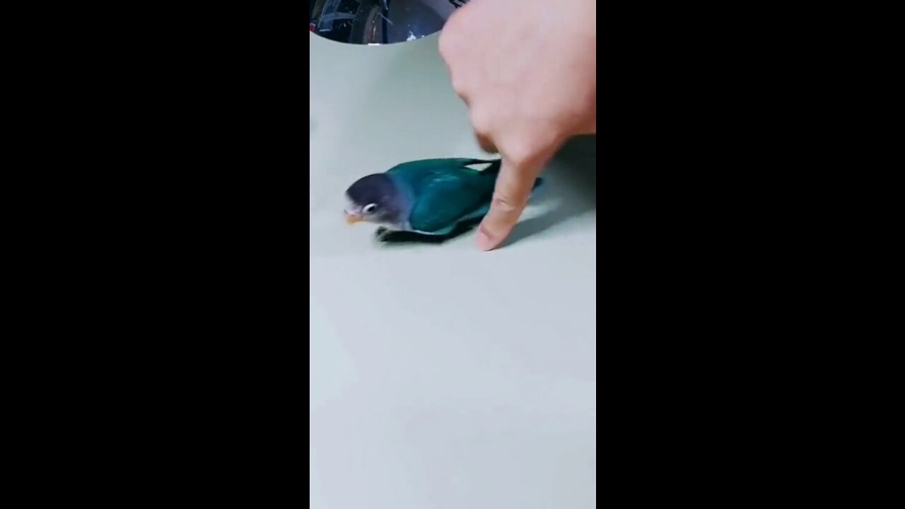 How to train a parrot to sit on your hand | Video