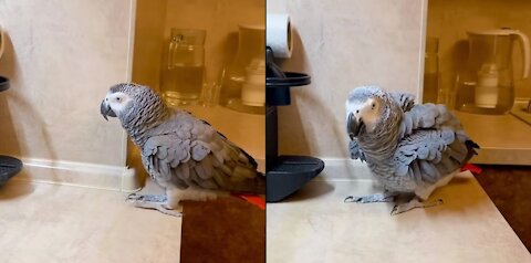 Our parrot dances and sings