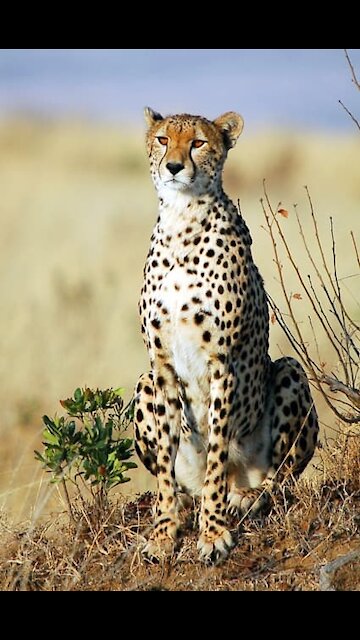 visited by cheetah each night