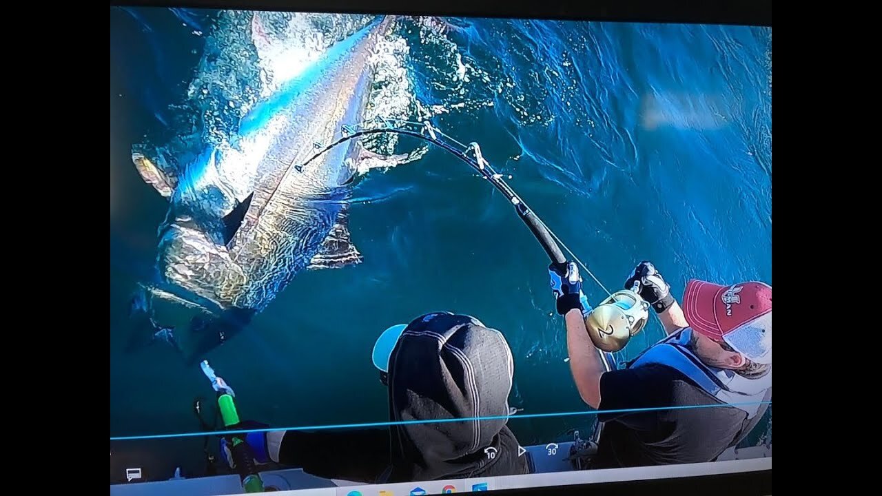 Giant Bluefin Tuna 252 cm , Sweden 2021