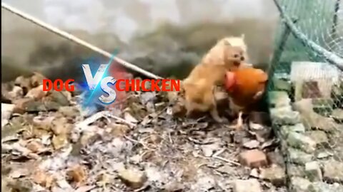 Dog vs chicken fight