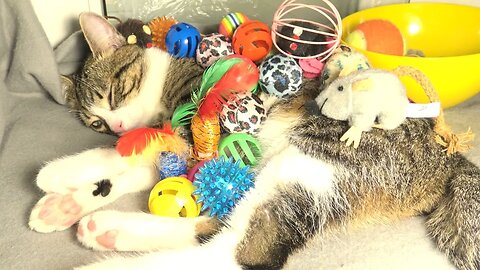 This Cat Is too Lazy to Play with His Many Toys