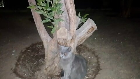 cat lover Saudia awsome cat lover Saudia arbia