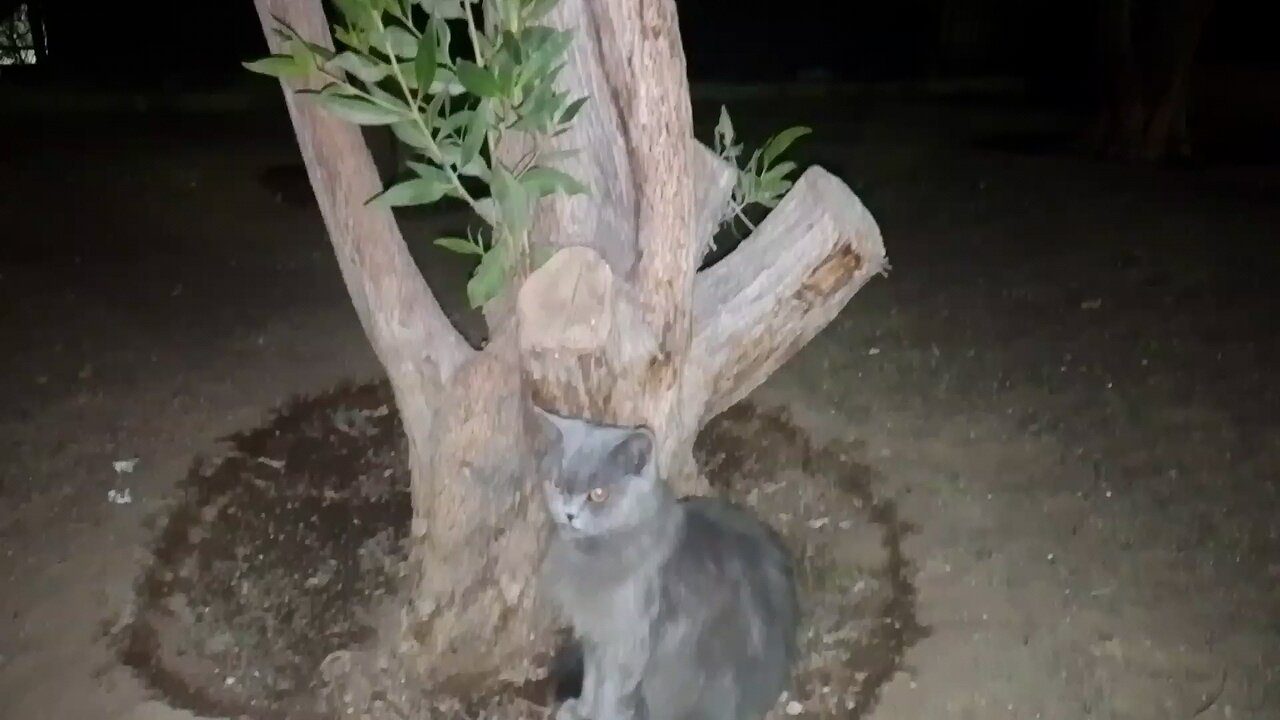 cat lover Saudia awsome cat lover Saudia arbia