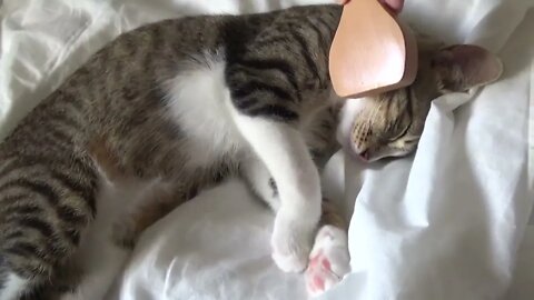 Kitten Is Brushed with the Wire Grooming Brush
