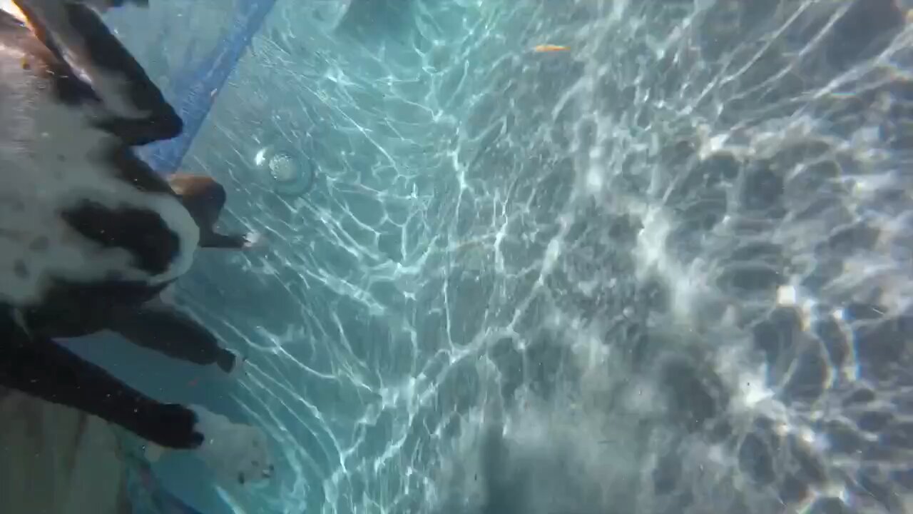Caught a ride on a dog