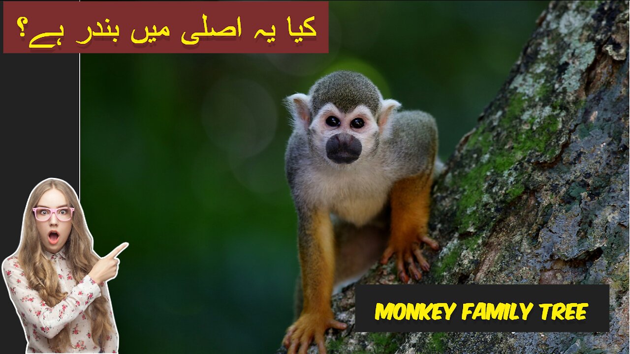 "Unbelievable Monkey Antics: You Won't Believe Your Eyes!""بندروں کی تعداد: کتنی قسمیں موجود ہیں؟"