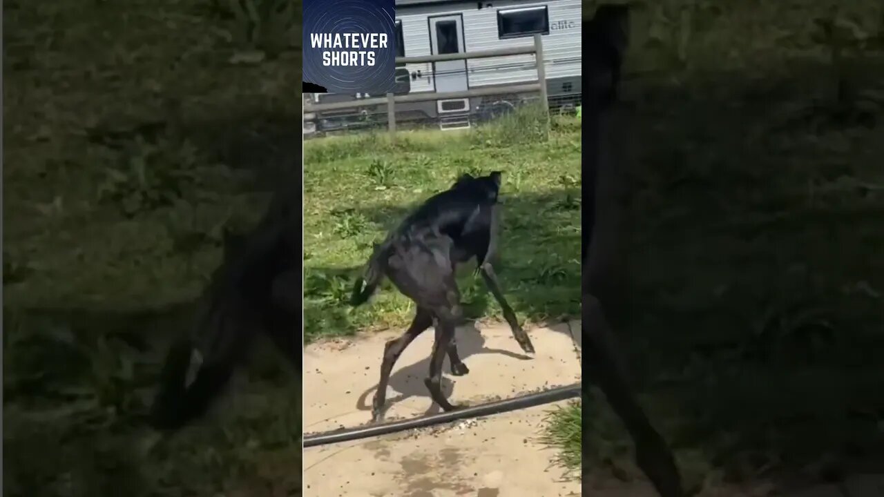 Watch This Adorable Dog Shake It Off! #shorts #dogs #animals #funny