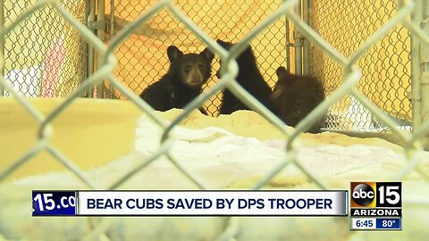 Bear cubs rescued after mother hit and killed on highway