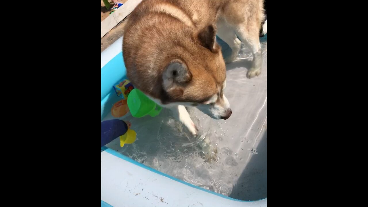 Husky won’t leave kids pool