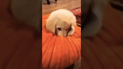 Would u take him home?🥹❤️ #shorts #trending #viral #funnydogs